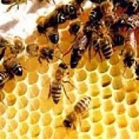 تحقیق شرح الگوریتم کلونی مورچه و زنبور عسل،